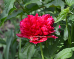 Кореневища півонії Red Sarah Bernhardt (Fiona)
