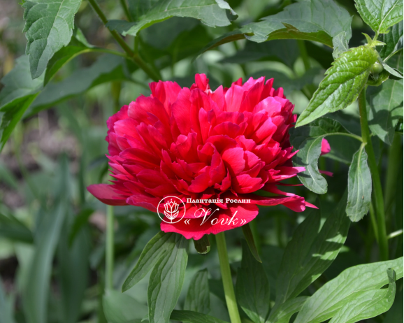 Кореневища півонії Red Sarah Bernhardt (Fiona)