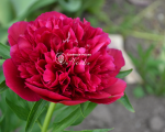 Кореневища півонії Red Sarah Bernhardt (Fiona)