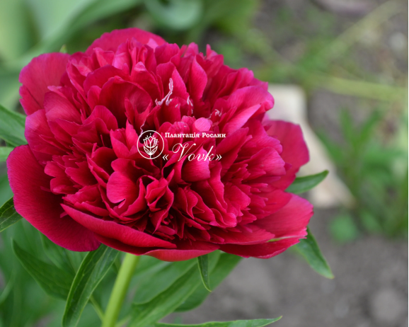 Кореневища півонії Red Sarah Bernhardt (Fiona)