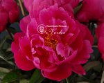 Кореневища півонії Red Sarah Bernhardt (Fiona)