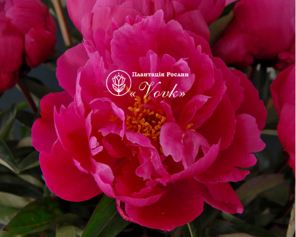 Кореневища півонії Red Sarah Bernhardt (Fiona)