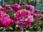 Кореневища півонії Red Sarah Bernhardt (Fiona)
