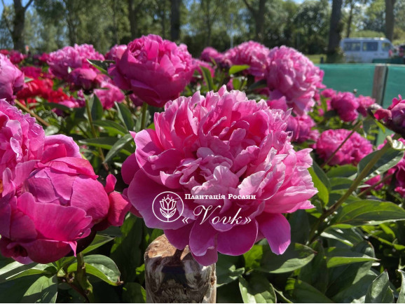 Кореневища півонії Red Sarah Bernhardt (Fiona)