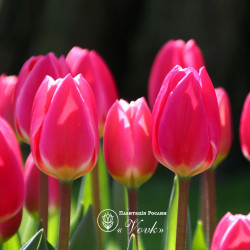 Луковицы тюльпана Rosy Delight
