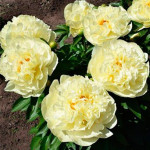 Кореневища півонії Sunny Girl