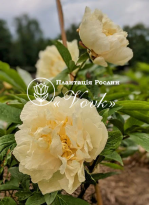 Кореневища півонії Sunny Girl