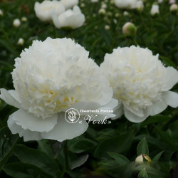 Корневища пиона Lancaster Imp