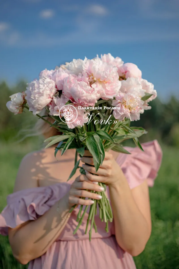 Кореневища півонії Sweet Sixteen