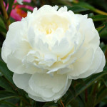 Кореневища півонії White Sarah Bernhardt