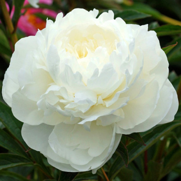 Кореневища півонії White Sarah Bernhardt