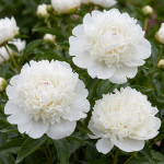 Кореневища півонії White Sarah Bernhardt