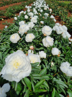 Кореневища півонії White Sarah Bernhardt