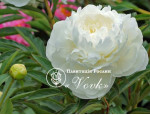 Кореневища півонії White Sarah Bernhardt