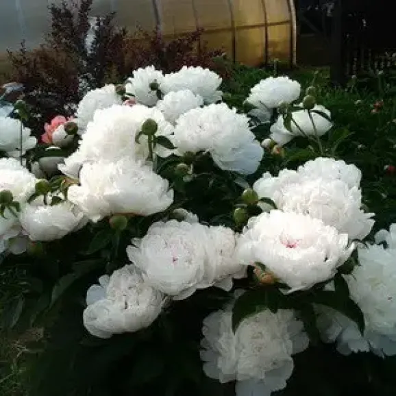 Кореневища півонії White Sarah Bernhardt