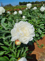 Кореневища півонії White Sarah Bernhardt