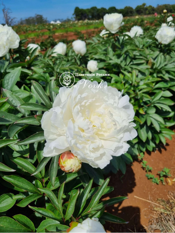 Кореневища півонії White Sarah Bernhardt