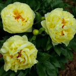 Кореневища півонії ITOH Lemon Dream