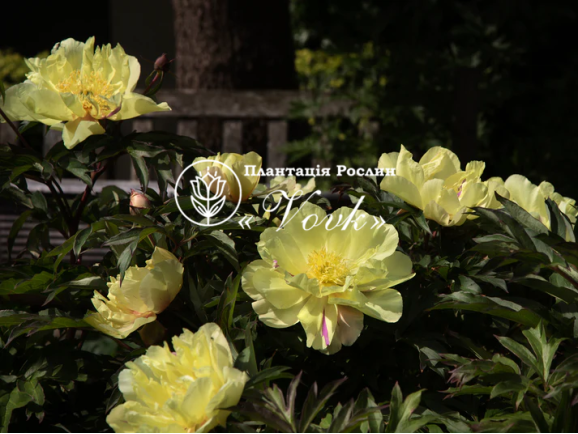 Кореневища півонії ITOH Lemon Dream