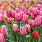 Цибулини тюльпану Pink Impression