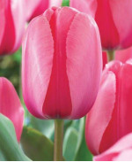 Цибулини тюльпану Pink Impression