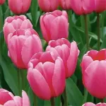 Цибулини тюльпану Pink Impression