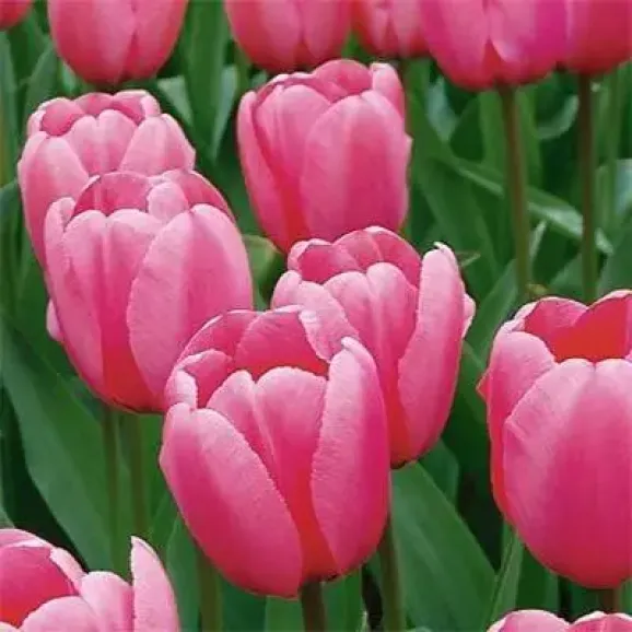 Цибулини тюльпану Pink Impression