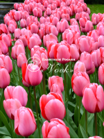 Цибулини тюльпану Pink Impression