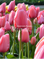 Цибулини тюльпану Pink Impression