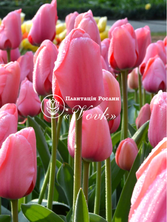 Цибулини тюльпану Pink Impression
