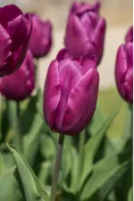 Цибулини тюльпану Purple Pride