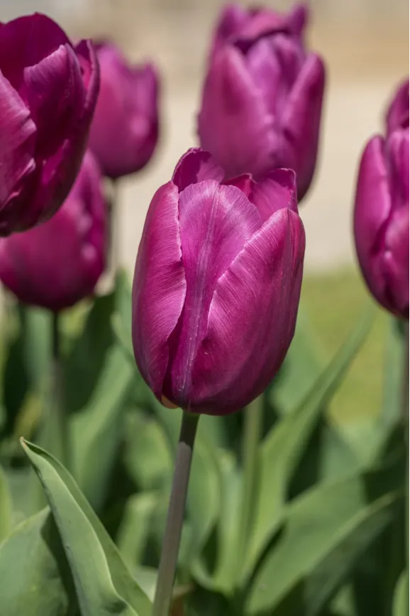 Цибулини тюльпану Purple Pride