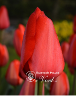 Цибулини тюльпану Red Impression