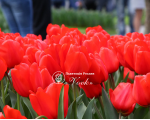 Цибулини тюльпану Red Impression