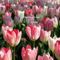 Луковицы тюльпана Flaming Purissima