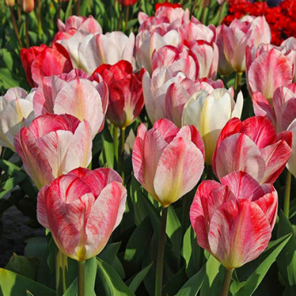 Цибулини тюльпану Flaming Purissima