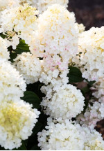 Саджанці гортензії волотистої Little Blossom (Літл Блоссом)