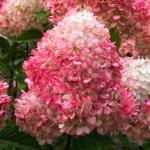 Саджанці гортензії волотистої Little Rosy (Літл Розі)