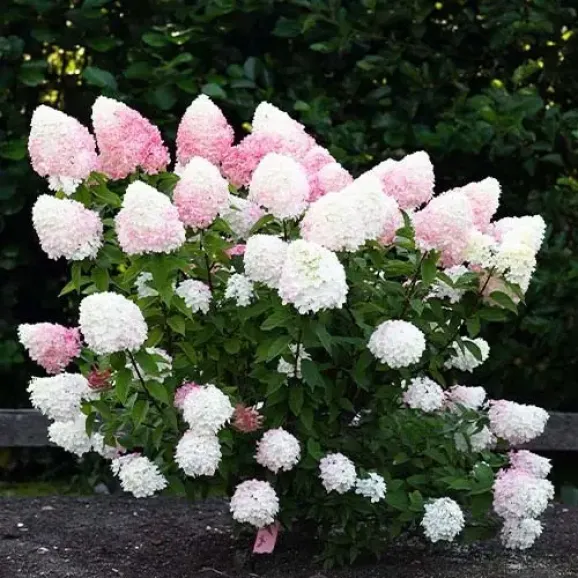 Саджанці гортензії волотистої Pink & Rose (Пінк енд Роуз)