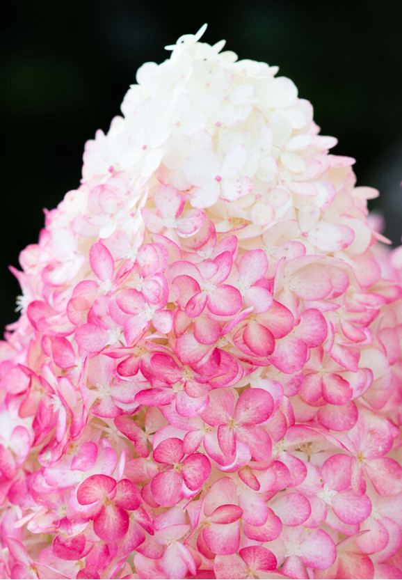 Саджанці гортензії волотистої Pink & Rose (Пінк енд Роуз)