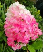 Саджанці гортензії волотистої Pink & Rose (Пінк енд Роуз)