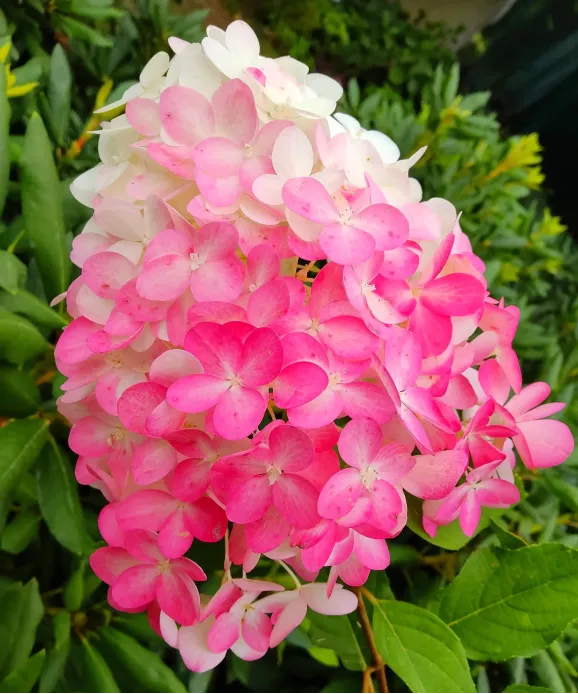Саджанці гортензії волотистої Pink & Rose (Пінк енд Роуз)
