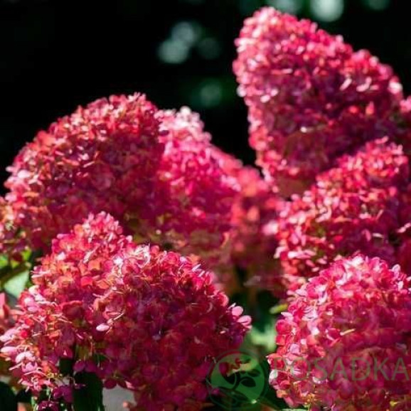 Саджанці гортензії волотистої Raspberry Pink (Распберрі Пінк)