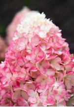 Саджанці гортензії волотистої Raspberry Pink (Распберрі Пінк)