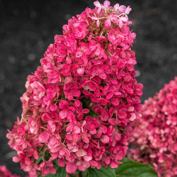 Саджанці гортензії волотистої Raspberry Pink (Распберрі Пінк)