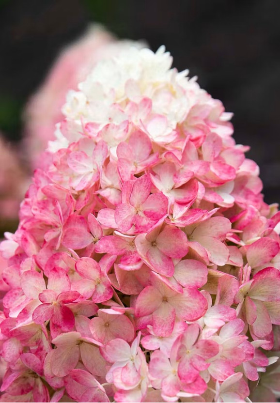 Саджанці гортензії волотистої Raspberry Pink (Распберрі Пінк)