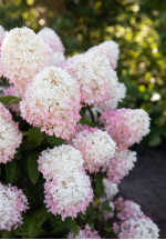 Саджанці гортензії волотистої Raspberry Pink (Распберрі Пінк)