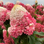 Саджанці гортензії волотистої Strawberry Blossom (Строуберрі Блоссом)