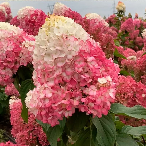 Саджанці гортензії волотистої Strawberry Blossom (Строуберрі Блоссом)