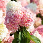 Саджанці гортензії волотистої Strawberry Blossom (Строуберрі Блоссом)